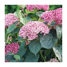 Attēlu rezultāti vaicājumam “Hydrangea arborescens”