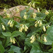 Attēlu rezultāti vaicājumam “Symphytum grandiflorum”