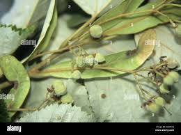 Attēlu rezultāti vaicājumam “Tilia tomentosa fruit”