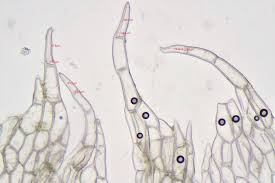 Attēlu rezultāti vaicājumam “Cephalozia connivens”