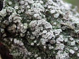 Attēlu rezultāti vaicājumam “Pertusaria albescens”