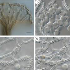 Attēlu rezultāti vaicājumam “Arcyria imperialis stalked”