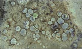 Attēlu rezultāti vaicājumam “Petractis sp.”