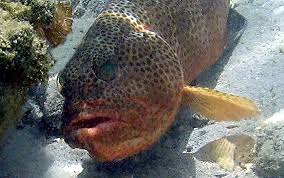 Image result for Epinephelus guttatus