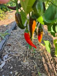 Afbeeldingsresultaat voor Szegedi 80 hot pepper