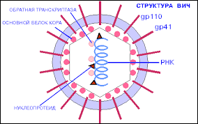 Image result for фотография вируса вич