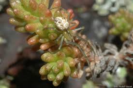 Attēlu rezultāti vaicājumam “Phylloneta sp.”