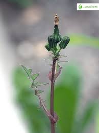 Attēlu rezultāti vaicājumam “Sonchus oleraceus bud”