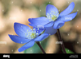 Attēlu rezultāti vaicājumam “Hepatica nobilis”