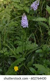 Attēlu rezultāti vaicājumam “Dactylorhiza fuchsii”