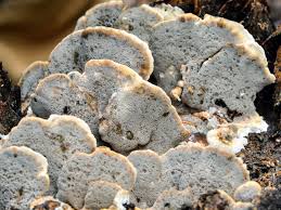 Attēlu rezultāti vaicājumam “Bjerkandera adusta”