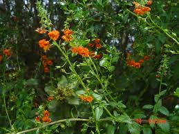 Image result for Alonsoa liniflora