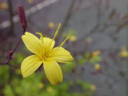 Attēlu rezultāti vaicājumam “Mycelis muralis”