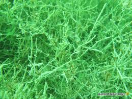 Attēlu rezultāti vaicājumam “Chara tomentosa”