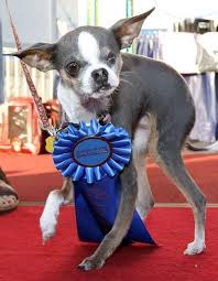 Image result for ugliest dog