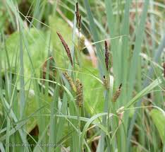Attēlu rezultāti vaicājumam “Carex riparia”