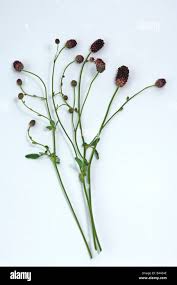 Attēlu rezultāti vaicājumam “Sanguisorba officinalis bud”