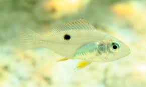 Image result for Lutjanus synagris