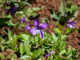 Attēlu rezultāti vaicājumam “Viola uliginosa”