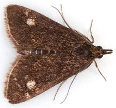 Attēlu rezultāti vaicājumam “Pyrausta aurata”