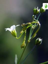 Attēlu rezultāti vaicājumam “Linum catharticum flower”