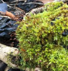 Attēlu rezultāti vaicājumam “Sciuro-hypnum curtum”