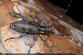 Attēlu rezultāti vaicājumam “Monochamus galloprovincialis”