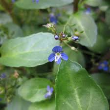 Attēlu rezultāti vaicājumam “Veronica beccabunga leaf”