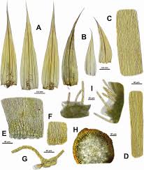 Attēlu rezultāti vaicājumam “Tomentypnum nitens”