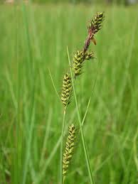 Attēlu rezultāti vaicājumam “Carex hartmanii”