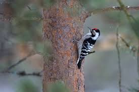 Attēlu rezultāti vaicājumam “Dendrocopos leucotos female”