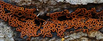 Attēlu rezultāti vaicājumam “Hemitrichia serpula spores”