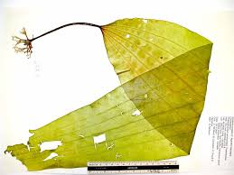 Attēlu rezultāti vaicājumam “Cribraria costata”