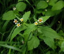 Attēlu rezultāti vaicājumam “Galinsoga quadriradiata”