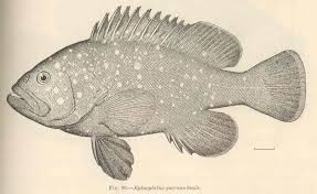 Image result for Hyporthodus quernus
