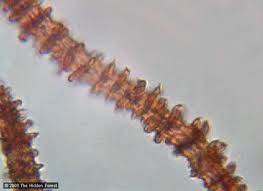 Attēlu rezultāti vaicājumam “Arcyria minuta macro”