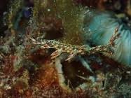 ผลการค้นหารูปภาพสำหรับ Bornella Anguilla