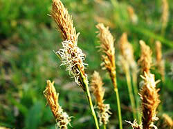 Attēlu rezultāti vaicājumam “Carex caryophyllea fruit”