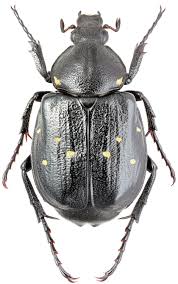 Attēlu rezultāti vaicājumam “Gnorimus variabilis”