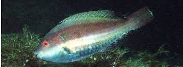 Image result for Sparisoma axillare