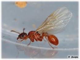 Attēlu rezultāti vaicājumam “Myrmica rubra”