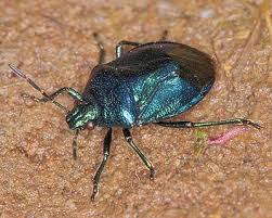 Attēlu rezultāti vaicājumam “Zicrona caerulea”