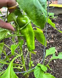 Afbeeldingsresultaat voor aconcagua sweet pepper