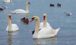 Attēlu rezultāti vaicājumam “Cygnus olor”