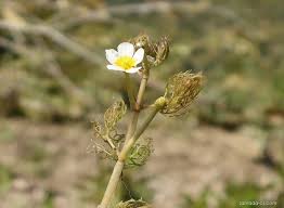 Attēlu rezultāti vaicājumam “Batrachium circinatum”