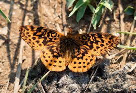 Attēlu rezultāti vaicājumam “Boloria eunomia underside”