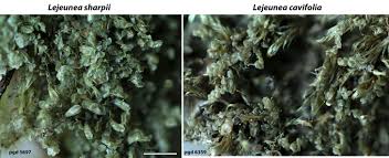 Attēlu rezultāti vaicājumam “Lejeunea cavifolia”