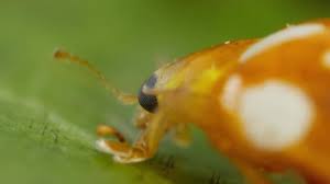 Attēlu rezultāti vaicājumam “Halyzia sedecimguttata”