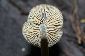 Attēlu rezultāti vaicājumam “Didymium xanthopus macro”