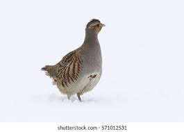 Attēlu rezultāti vaicājumam “Perdix perdix adult”